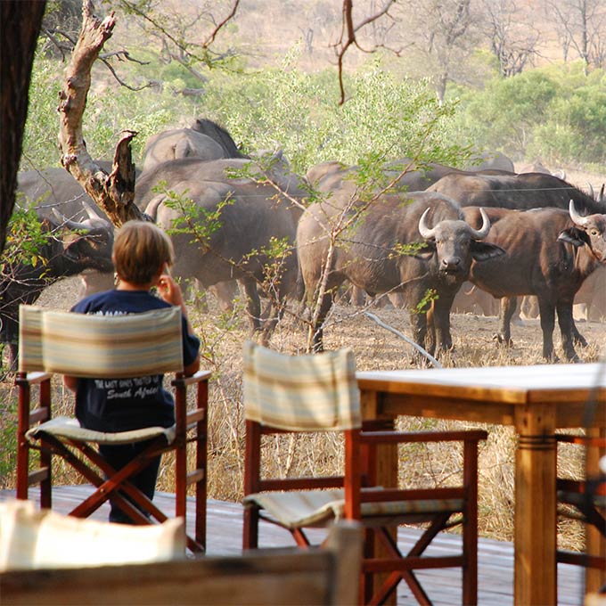 View Ngala Safari Lodge in Timbavati Private Nature Reserve